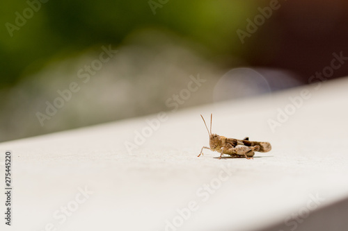 Gasshopper resting on the ledge © Fernando