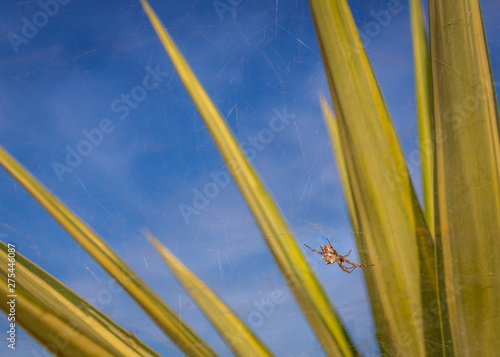 Tentweb orbweaver spider on a web built around a yucca plant in Andalusia, Southern Spain photo