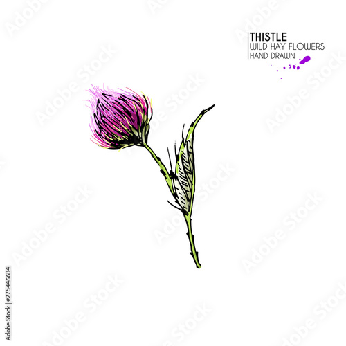 Hand drawn wild hay flower. Milk marian thistle. Medical herb. Colored engraved art. Botanical illustration. For cosmetics, medicine, treating, aromatherapy, nursing, package design field bouquet