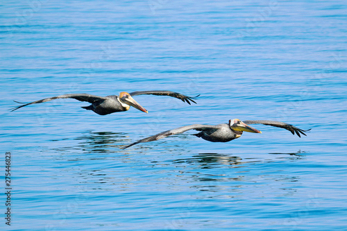 USA. Florida. The Keys. Marathon Island. Pelicans flying above the sea. photo