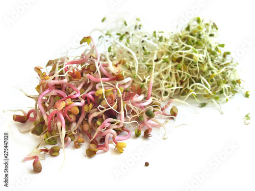 Bean sprouts isolated