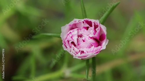 Common Purslane, Portulaca oleracea bloom, time lapse.