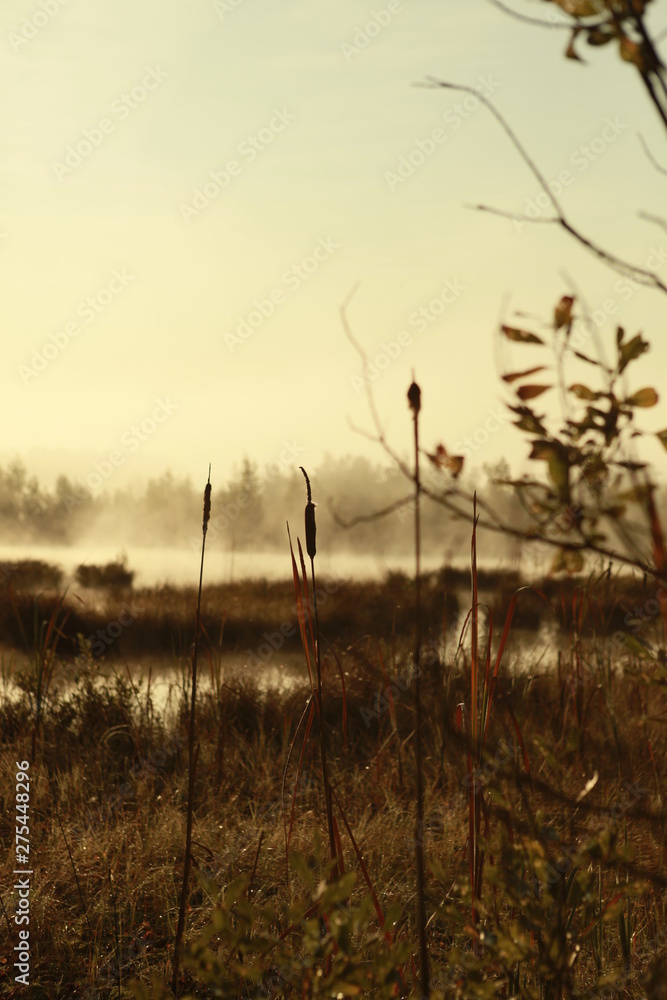 Russian forest. Morning fishing. Fog. Fascinating landscapes of the morning forest. Russian forest. Morning fishing. Fog. Fascinating landscapes of the morning forest.