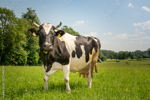 Fototapeta Naklejka Na Ścianę i Meble -  Krowy z podlasia