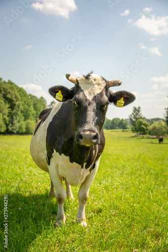 Krowy z podlasia
