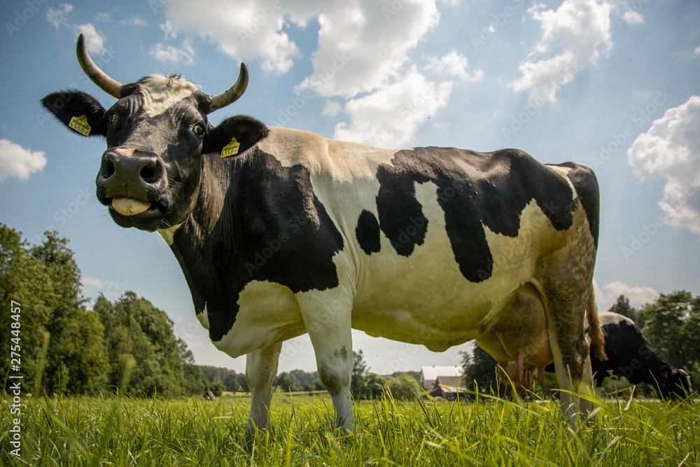 Krowy z podlasia - obrazy, fototapety, plakaty 