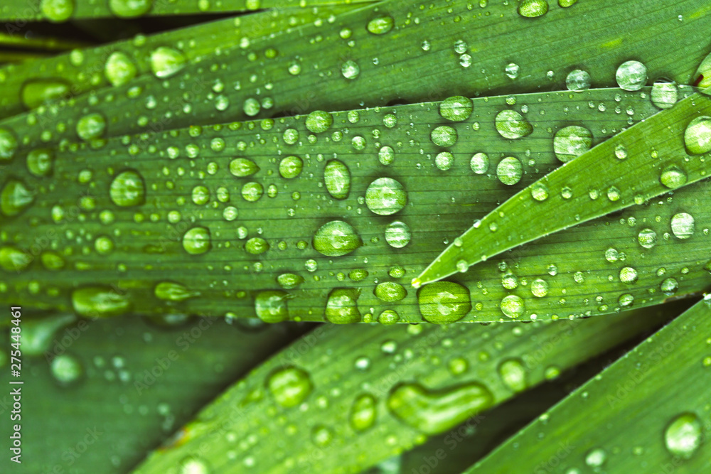 Green fresh leaves with raindrops. Close up background. Green fresh leaves with raindrops. Close up background.