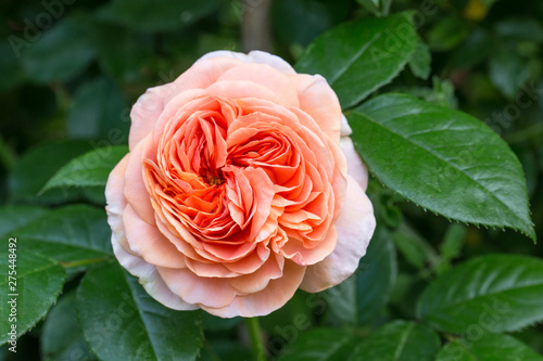 Salmon pink orange rose in the garden. photo