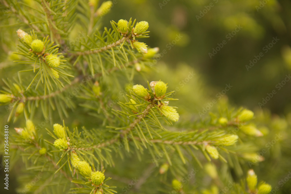 Spruce green branches in spring with fresh needles Spruce green branches in spring with fresh needles