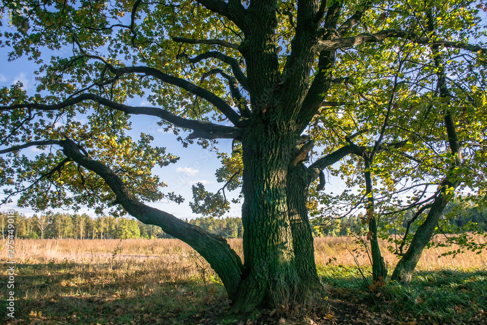 Relic oaks with lush crowns illuminated by the cold autumn sun.Beautiful ancient oak grove Golden autumn.