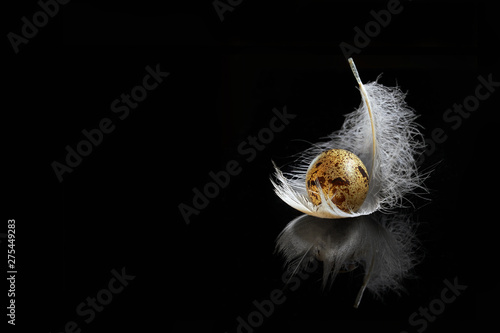 one raw quail egg with a white feather on the black background