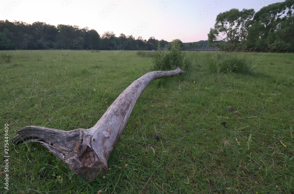 Fototapeta premium Baustamm auf der Wiese