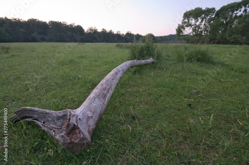 Baustamm auf der Wiese