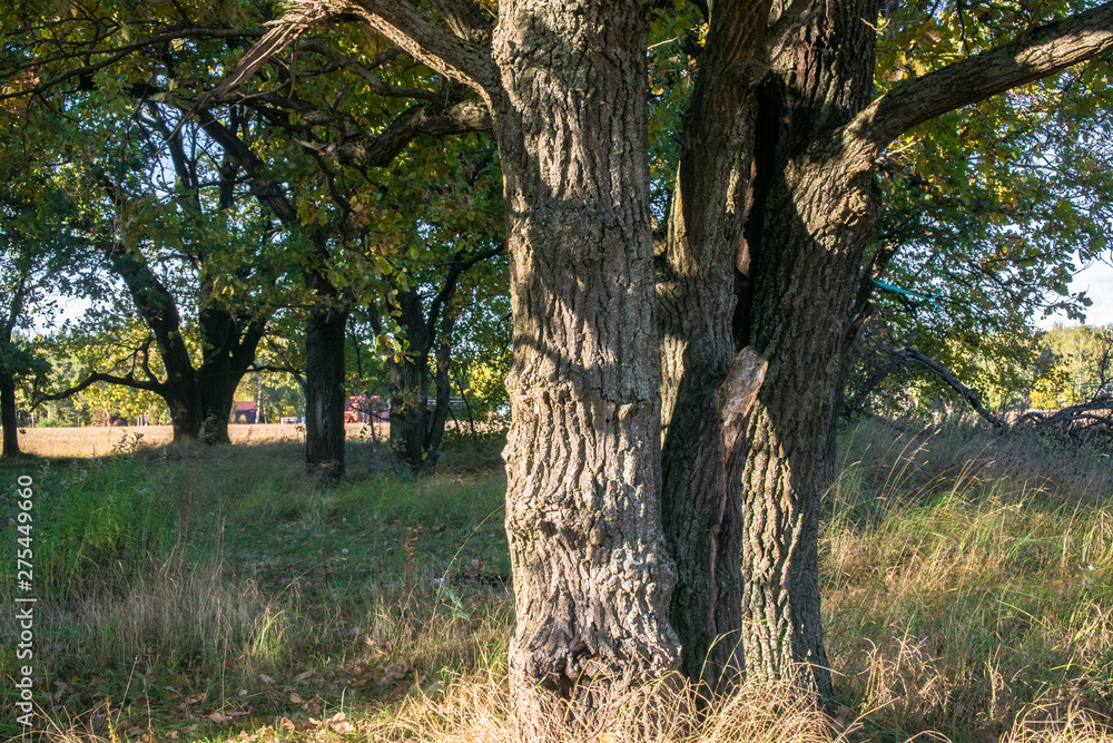 Relic oaks with lush crowns illuminated by the cold autumn sun.Beautiful ancient oak grove Golden autumn. Relic oaks with lush crowns illuminated by the cold autumn sun.Beautiful ancient oak grove Golden autumn.