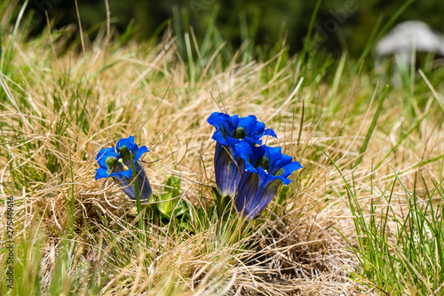 Drei blaue Enzian in einer Wiese