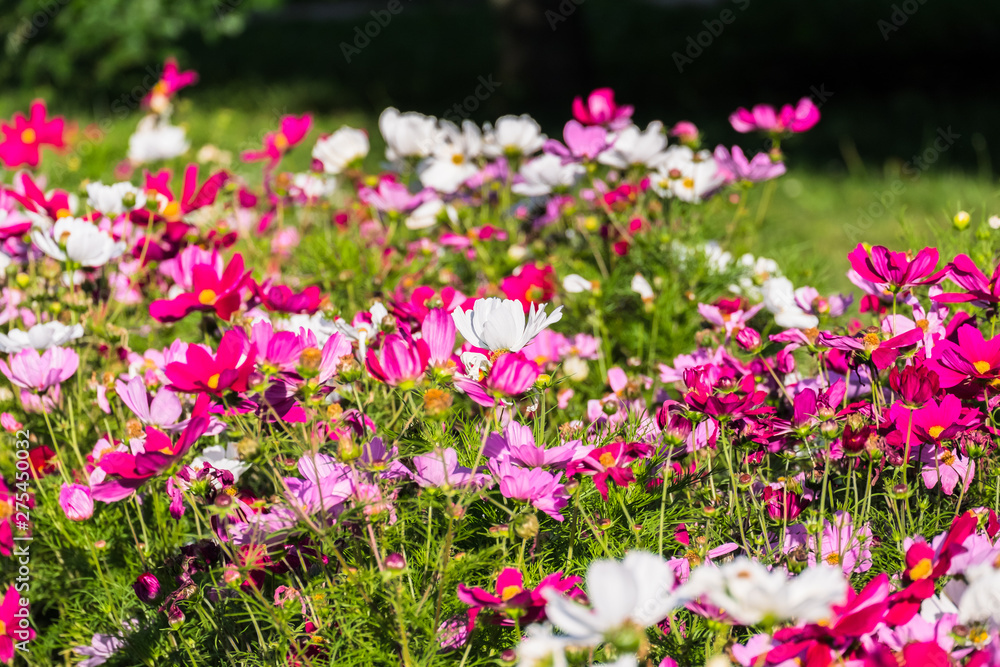 Fototapeta premium Uplifting colorful Cosmos flowers under the cheerful sunlight. Popular decorative plant for landscaping of public and private recr. Floriculture, happiness.