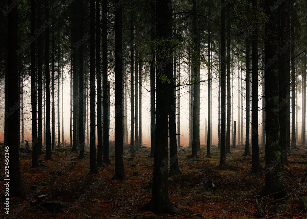 Obraz premium Vertical forest with light shining through