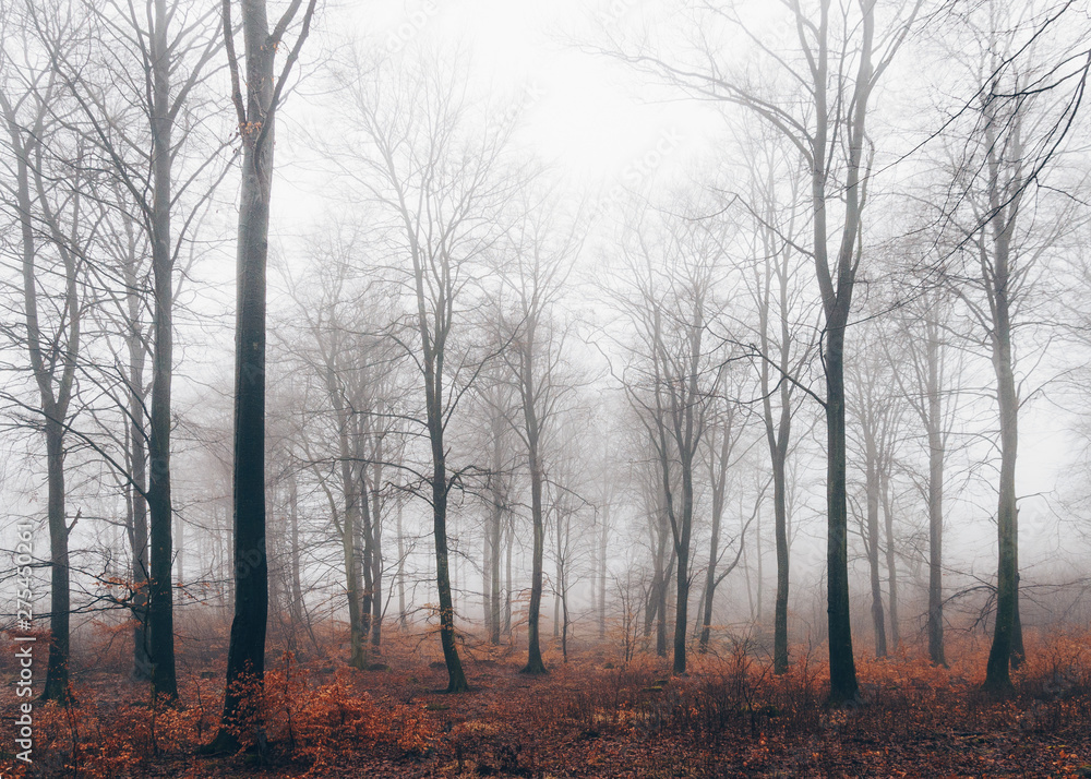 Tall trees of forest in fog