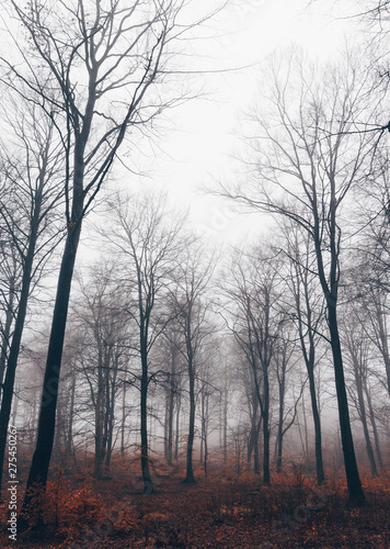Tall dead trees in fog