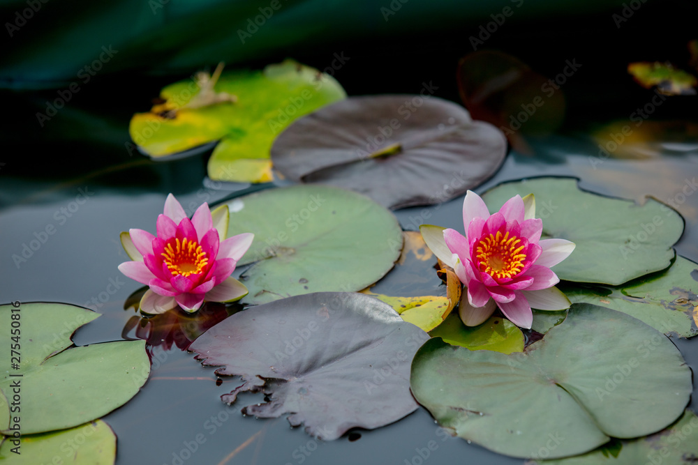 Pink flower of water lilies in summer time Pink flower of water lilies in summer time