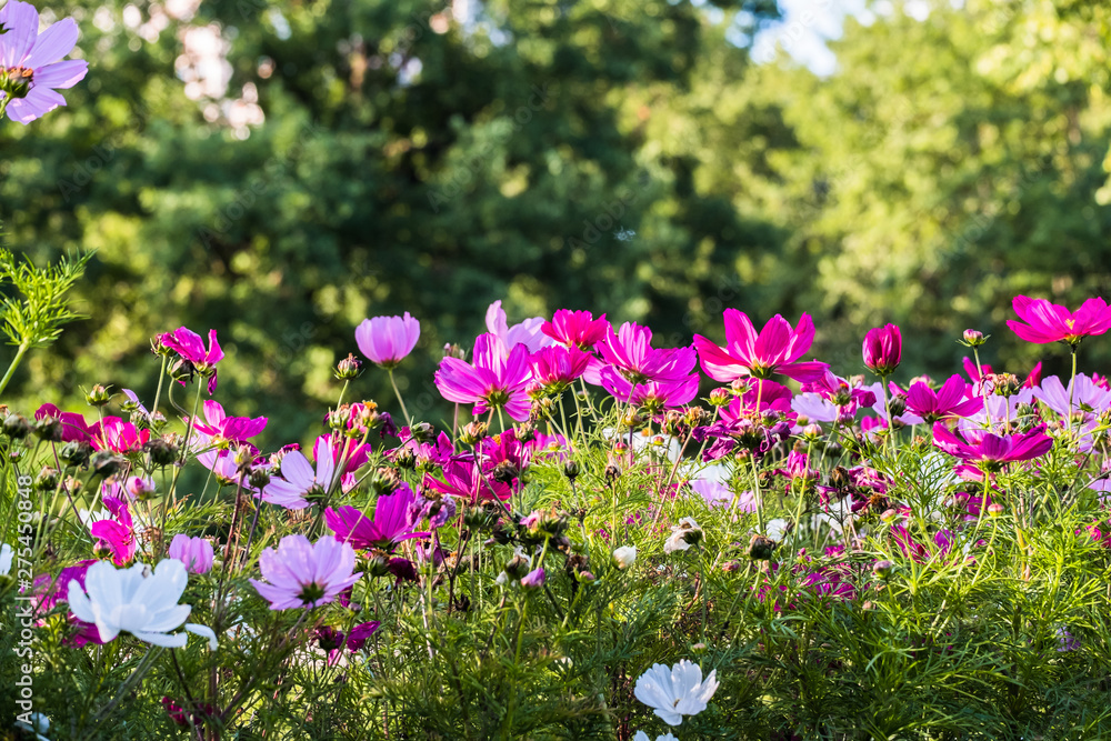 Uplifting colorful Cosmos flowers under the cheerful sunlight. Popular decorative plant for landscaping of public and private recr. Floriculture, happiness.