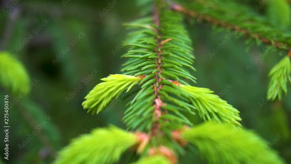 spruce branch close up with backlight spruce branch close up with backlight