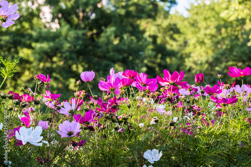 Fototapeta Naklejka Na Ścianę i Meble -  Uplifting colorful Cosmos flowers under the cheerful sunlight. Popular decorative plant for landscaping of public and private recr. Floriculture, happiness.