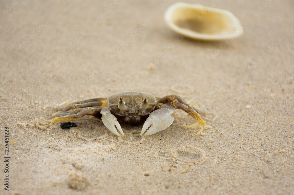 The cute sea crab is shocked when encountering an intruder.