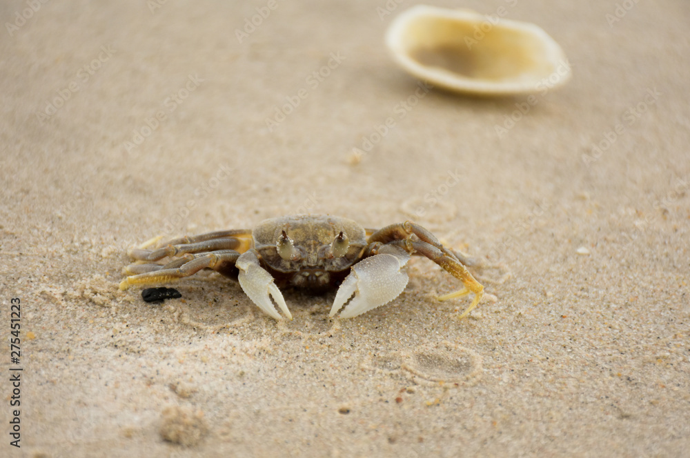 The cute sea crab is shocked when encountering an intruder. The cute sea crab is shocked when encountering an intruder.