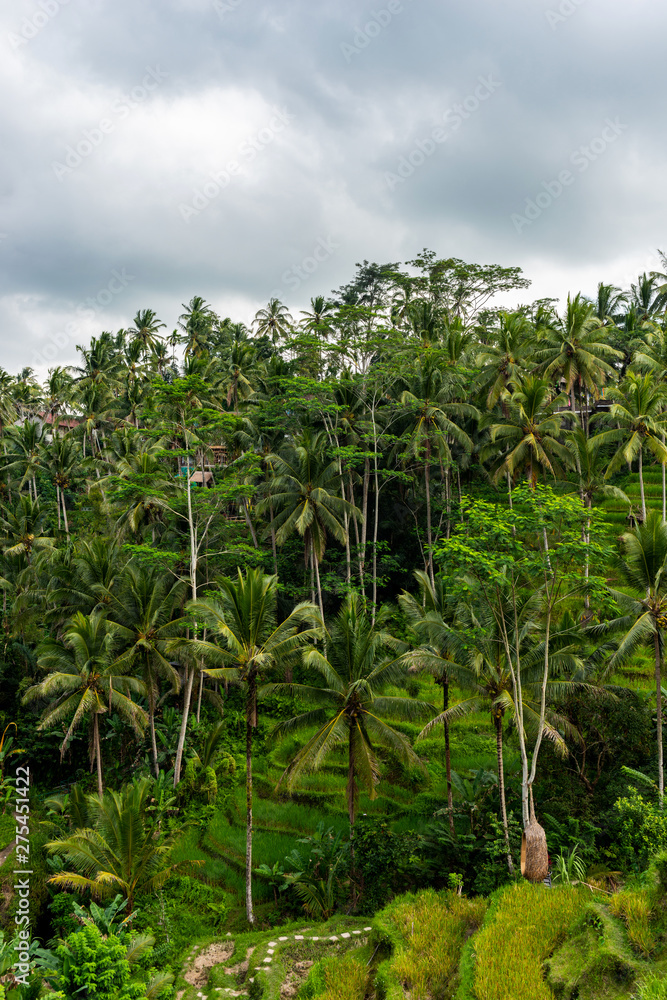 Obraz premium Beautiful View of the Rice Terraces on a Summer Day in Tegallalang. Rice Terraces Landscape.