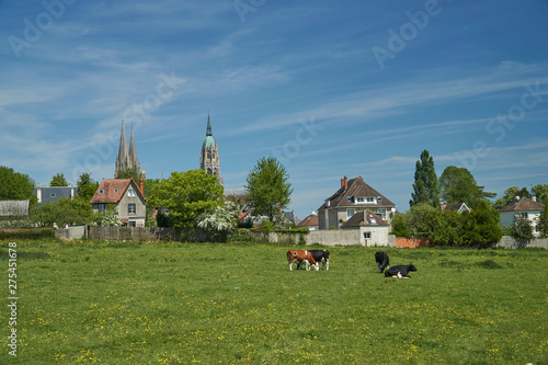 Bayeux with Cows and cathedral photo