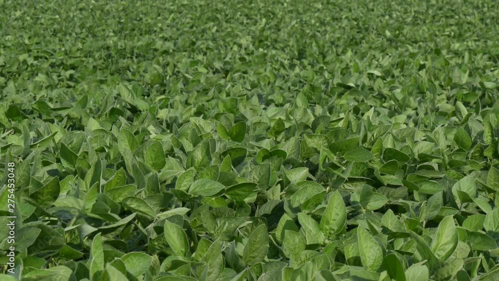 Dolly shot of green cultivated soy bean field in late spring or early summer, horizontal panning 4K footage, agriculture Dolly shot of green cultivated soy bean field in late spring or early summer, horizontal panning 4K footage, agriculture