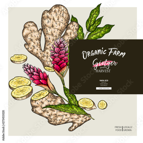 Hand drawn ginger root and leaves. Engraved colored vector banner. Food condiment package design temoplate. Food ingredient, aromatherapy, cooking. For cosmetic, medicinal herb, treating, healthcare.