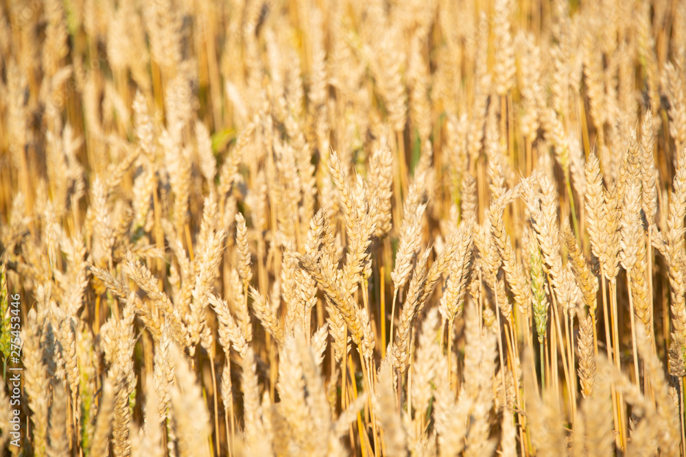 Obraz premium Field of wheat on a sunny day