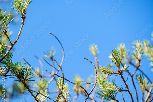 fresh young pine tree branches with leaves