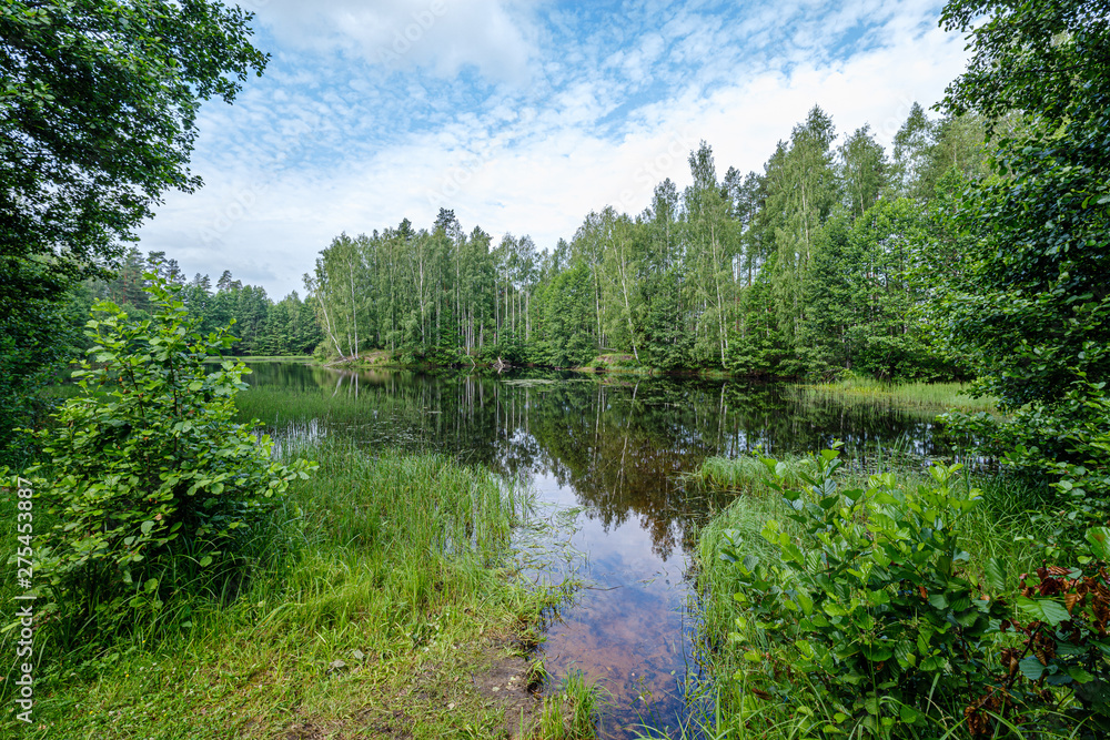 Fototapeta premium calm summer day evening by the forest lake in forest