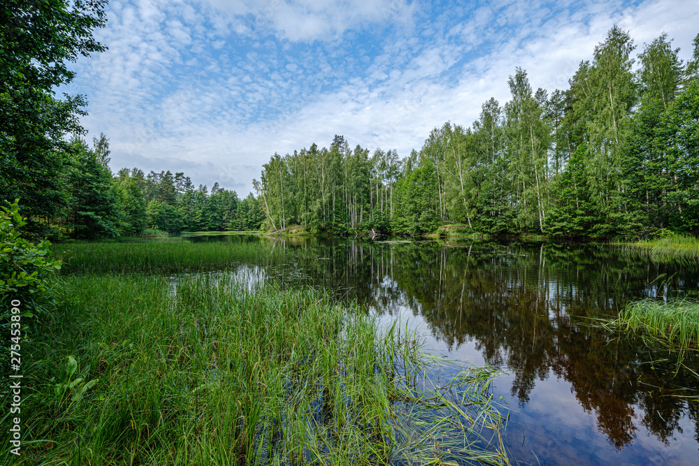 calm summer day evening by the forest lake in forest calm summer day evening by the forest lake in forest