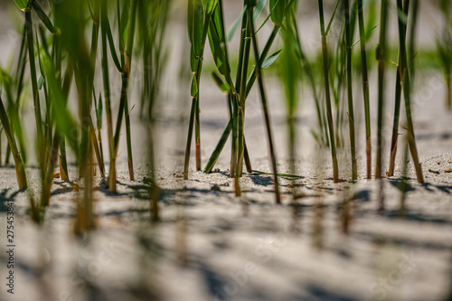 close up macro image of grass bents on sea beach white sand