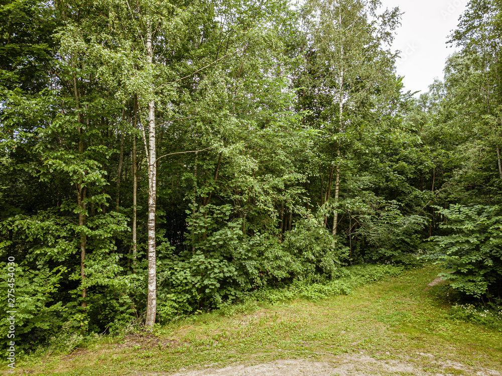 Obraz premium country road in green forest and fields drone aerial image