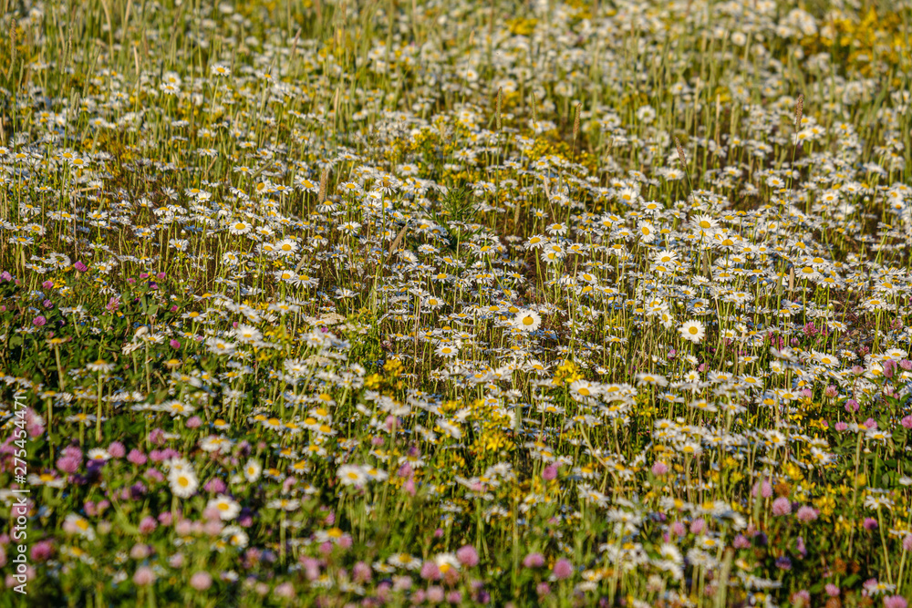 Obraz premium beautiful colorful summer meadow with flower texture on green background