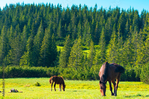 horses in a meadow in the mountains
