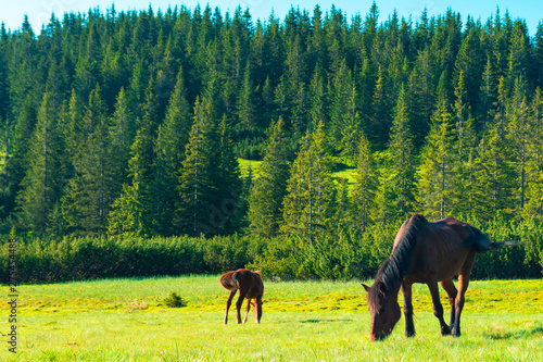 horses in a meadow in the mountains