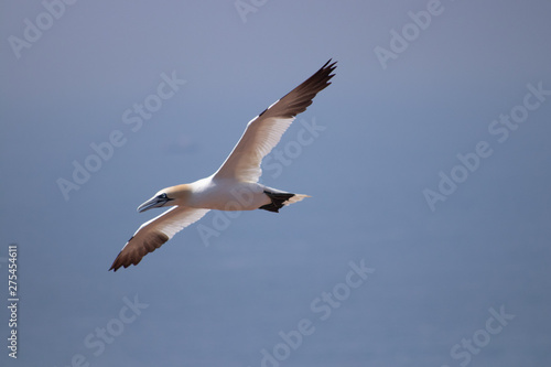 Basst  lpel auf Helgoland