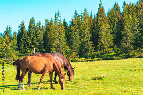 horses in a meadow in the mountains