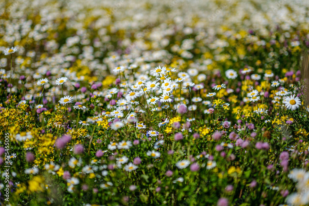 beautiful colorful summer meadow with flower texture on green background