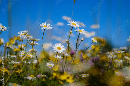 Fototapeta Naklejka Na Ścianę i Meble -  beautiful colorful summer meadow with flower texture on green background