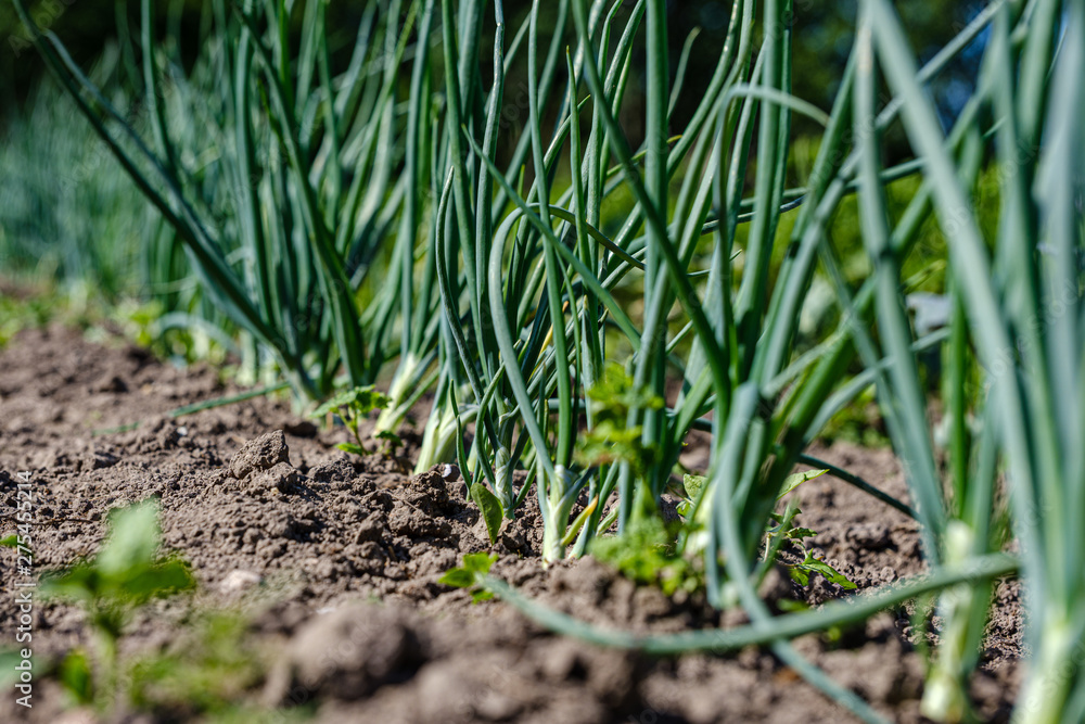 eco gardening, country garden with vegetables, onion, potatos and carrot growing eco gardening, country garden with vegetables, onion, potatos and carrot growing