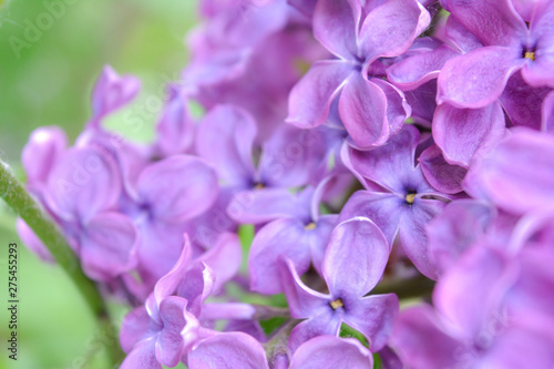 Lilac shrub flower blooming in spring garden. Common lilac Syringa vulgaris bush