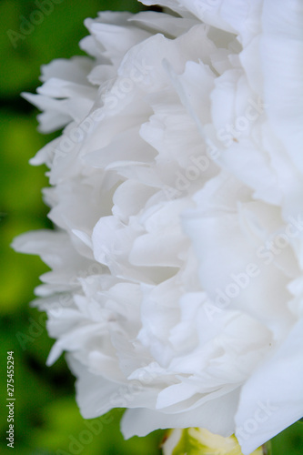 Close up beautiful blooming white peony in garden. Fluffy white peon petals © Koxae