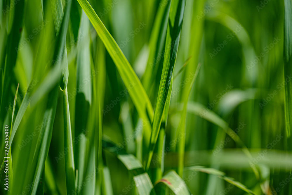 green grass in meadow pasture with blur effect green grass in meadow pasture with blur effect
